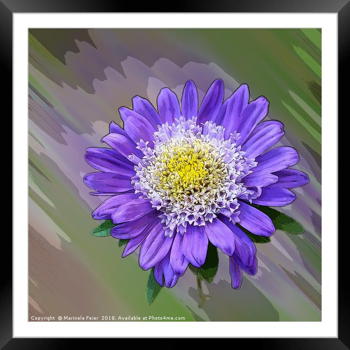 blue violet flower  Framed Mounted Print by Marinela Feier