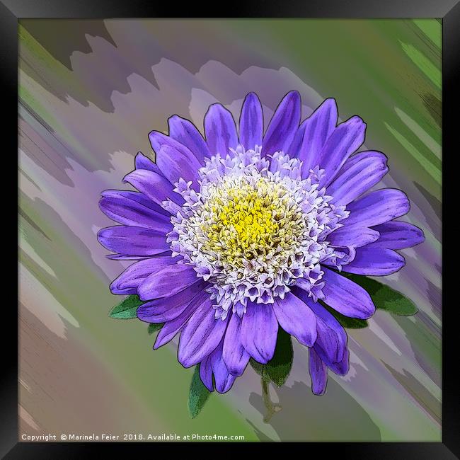 blue violet flower  Framed Print by Marinela Feier