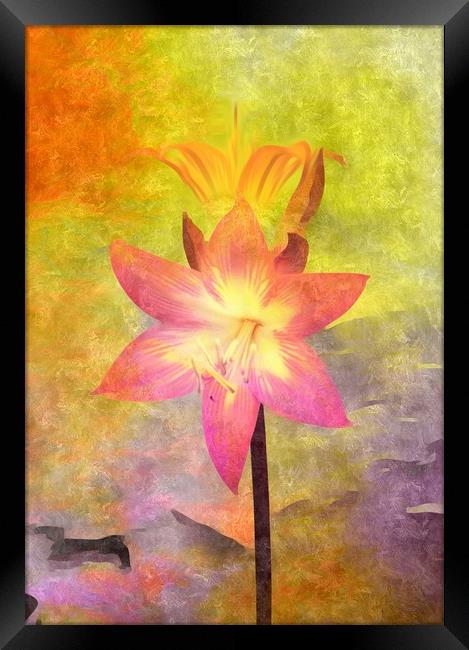 Vivid  Lily Framed Print by Beryl Curran