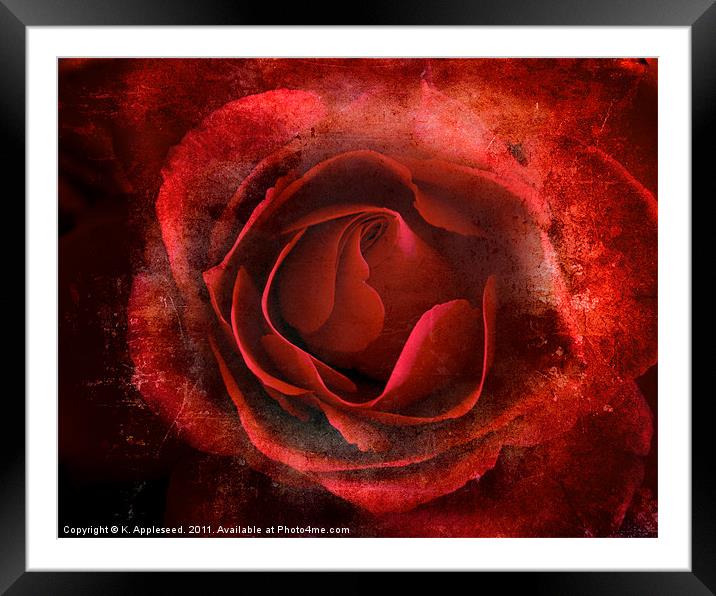 Red Rose of passion for valentines day Framed Mounted Print by K. Appleseed.