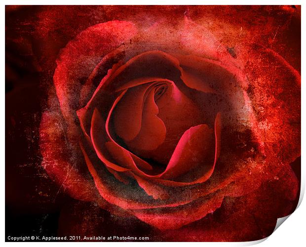 Red Rose of passion for valentines day Print by K. Appleseed.