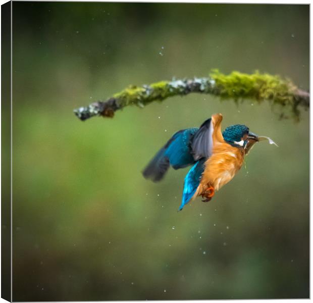 Kingfisher in flight with fish Canvas Print by George Robertson