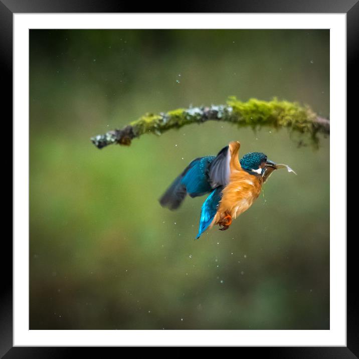 Kingfisher in flight with fish Framed Mounted Print by George Robertson