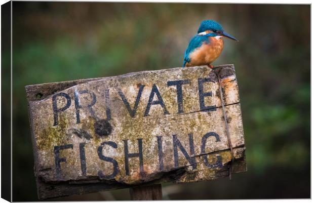 Kingfisher perched on a Private Fishing Sign Canvas Print by George Robertson