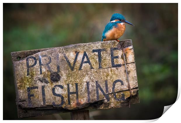 Kingfisher perched on a Private Fishing Sign Print by George Robertson