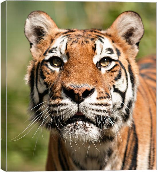 Siberian Tiger Canvas Print by Peter Wilson