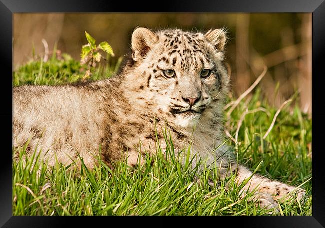 Snow Leopard Cub Framed Print by Peter Wilson