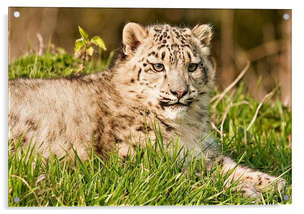 Snow Leopard Cub Acrylic by Peter Wilson