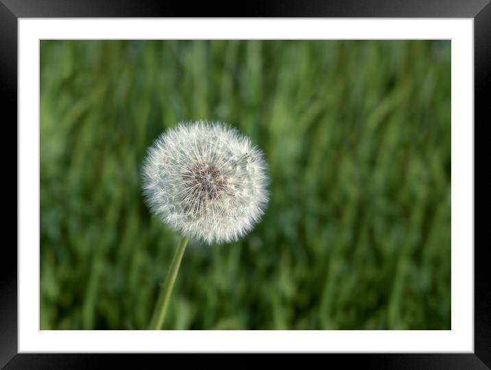 Close up of the seed head of dandelion flower Framed Mounted Print by Steve Heap