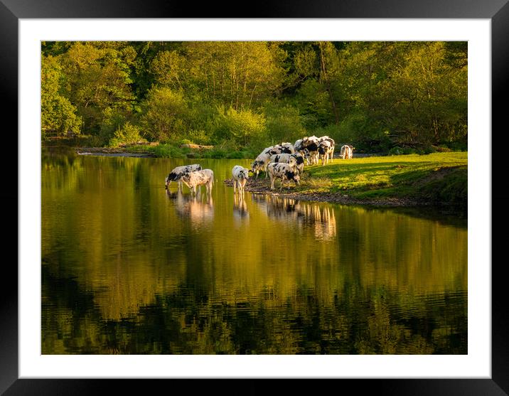 Late afternoon view of cows in River Dee outside L Framed Mounted Print by Steve Heap