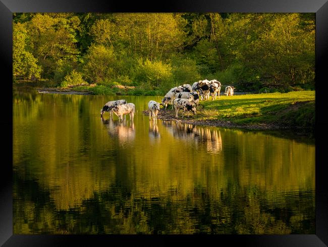 Late afternoon view of cows in River Dee outside L Framed Print by Steve Heap