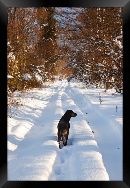 Huntaway Dog walking on snow Framed Print by Maggie McCall