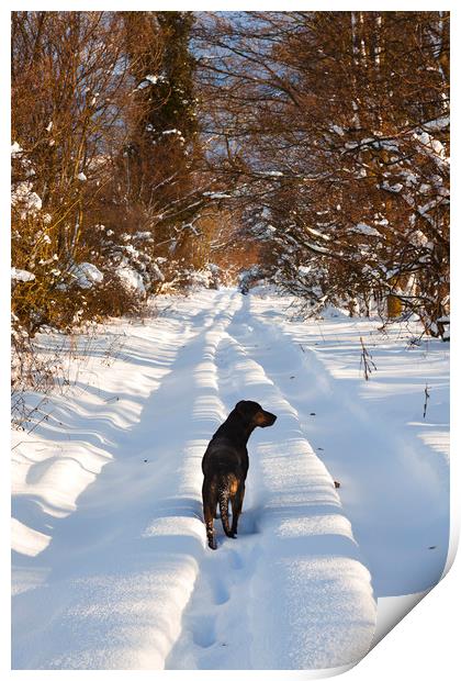 Huntaway Dog walking on snow Print by Maggie McCall