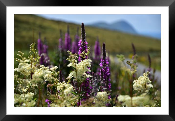 Summer Framed Mounted Print by barbara walsh