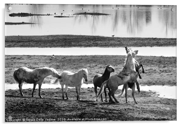  wild horses Acrylic by Sergio Delle Vedove