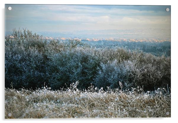 Hoar Frost in the Chiltern Hills Acrylic by graham young