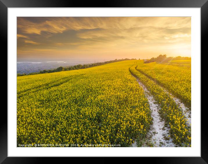 Rapeseed Field sunset Portsmouth  Framed Mounted Print by BIRENDRA GURUNG
