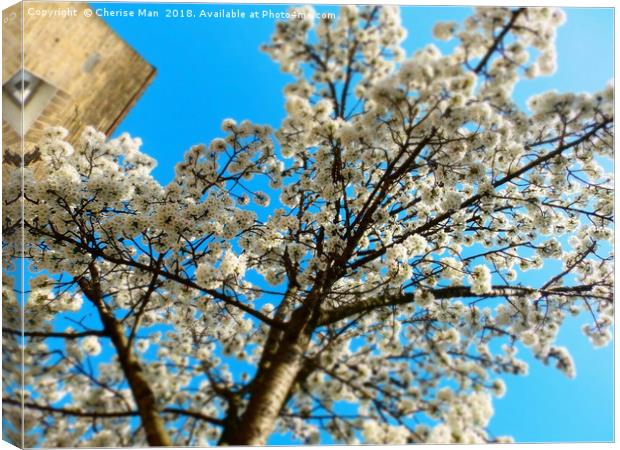 Yoshino cherry blossom tree framed photo print Canvas Print by Cherise Man