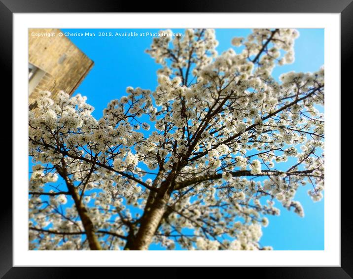 Yoshino cherry blossom tree framed photo print Framed Mounted Print by Cherise Man