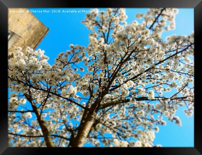 Yoshino cherry blossom tree framed photo print Framed Print by Cherise Man