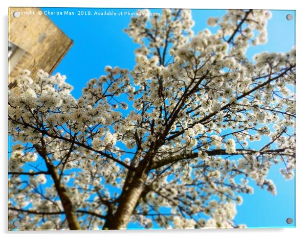 Yoshino cherry blossom tree framed photo print Acrylic by Cherise Man