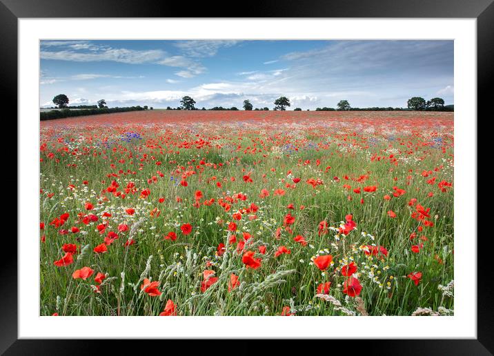 Poppy Field Framed Mounted Print by Graham Custance