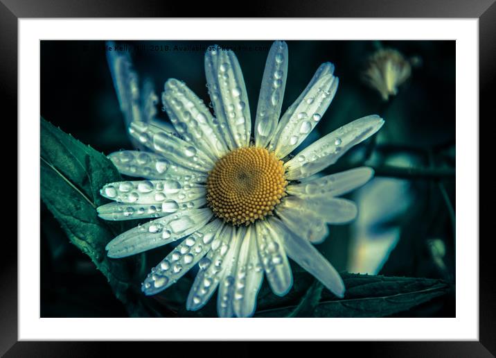 Daisy flower covered with raindrops Framed Mounted Print by NKH10 Photography