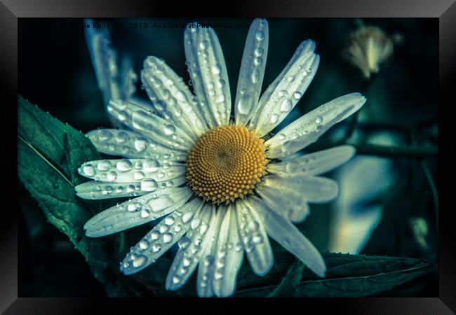Daisy flower covered with raindrops Framed Print by NKH10 Photography