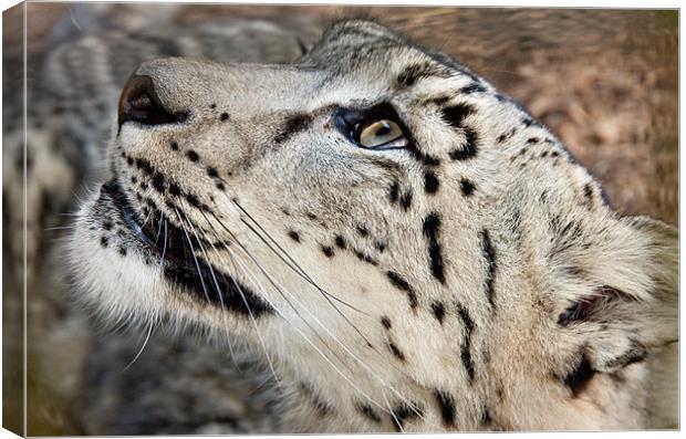 Snow Leopard Canvas Print by Peter Wilson