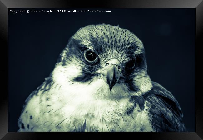 The Grey Hawk Portrait I Framed Print by NKH10 Photography
