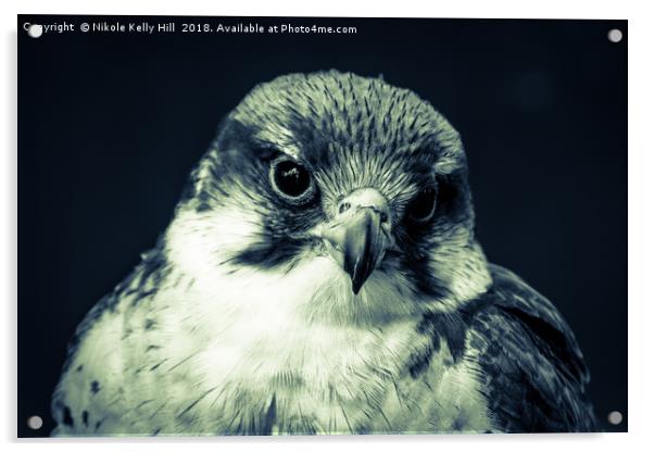 The Grey Hawk Portrait I Acrylic by NKH10 Photography