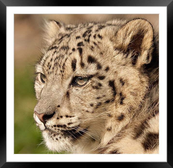Snow Leopard Cub Framed Mounted Print by Peter Wilson