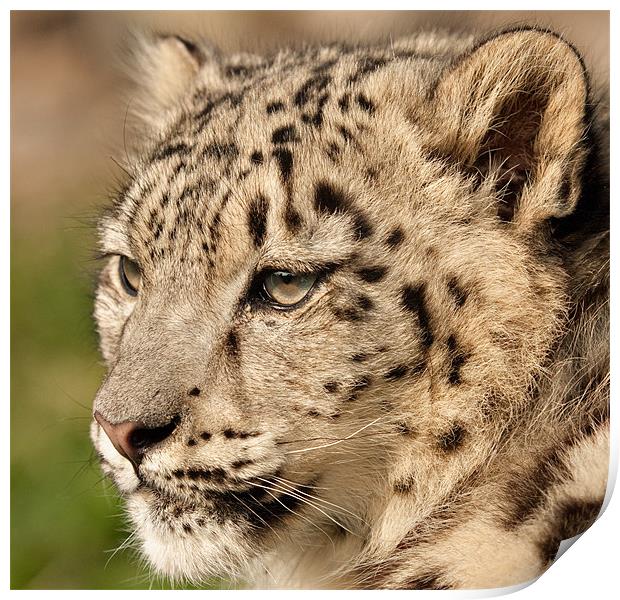 Snow Leopard Cub Print by Peter Wilson