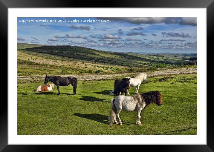 Dartmoor Wild Ponies Framed Mounted Print by Avril Harris