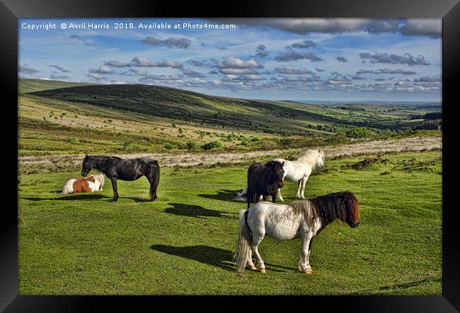 Dartmoor Wild Ponies Framed Print by Avril Harris