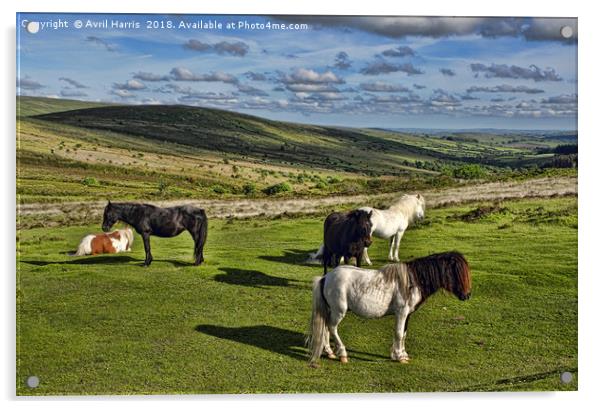 Dartmoor Wild Ponies Acrylic by Avril Harris