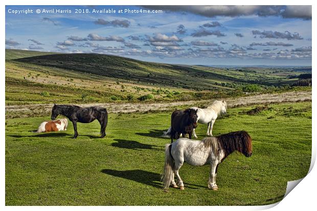 Dartmoor Wild Ponies Print by Avril Harris