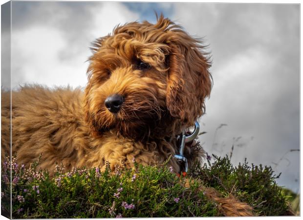 A young red Cockapoo puppy Canvas Print by George Robertson