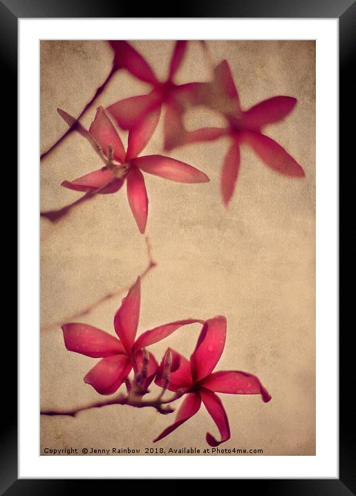 Red Frangipani Flowers Framed Mounted Print by Jenny Rainbow