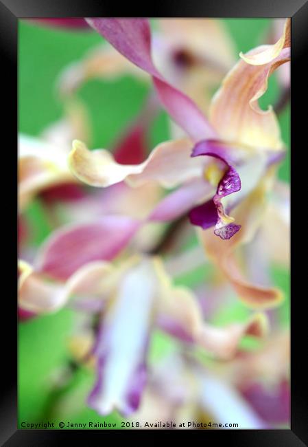 Sensual Touch of Exotic II. Orchid II Framed Print by Jenny Rainbow