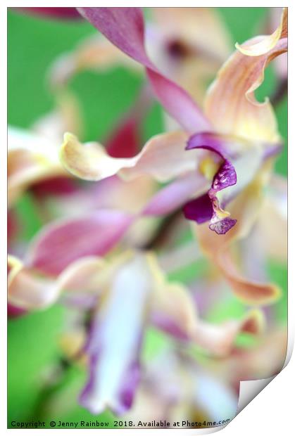 Sensual Touch of Exotic II. Orchid II Print by Jenny Rainbow