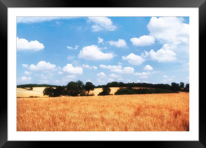 Golden cornfields in summer Framed Mounted Print by Linda Cooke