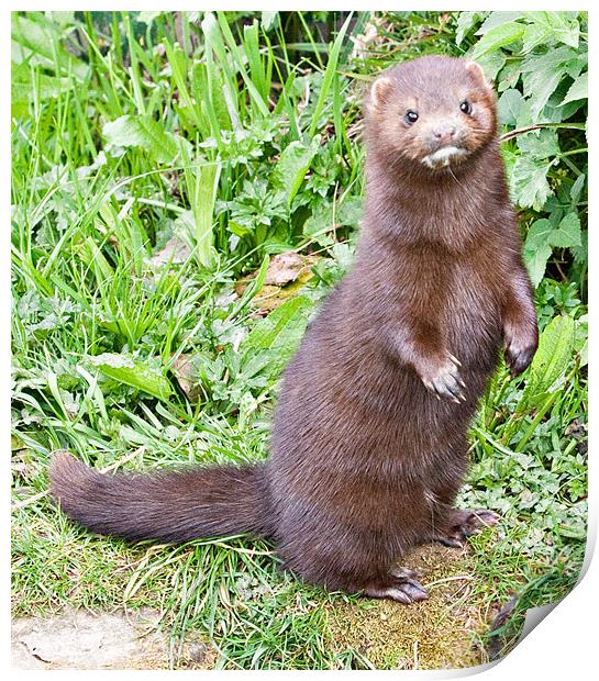 European Mink Print by Peter Wilson