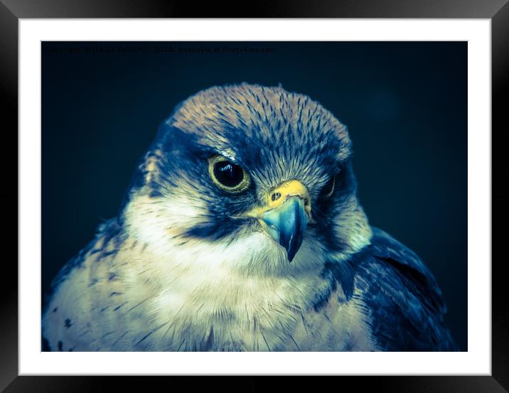 The Grey Hawk Portrait II Framed Mounted Print by NKH10 Photography