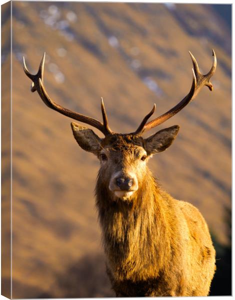 Majestic Glen Etive Stag Canvas Print by Tommy Dickson