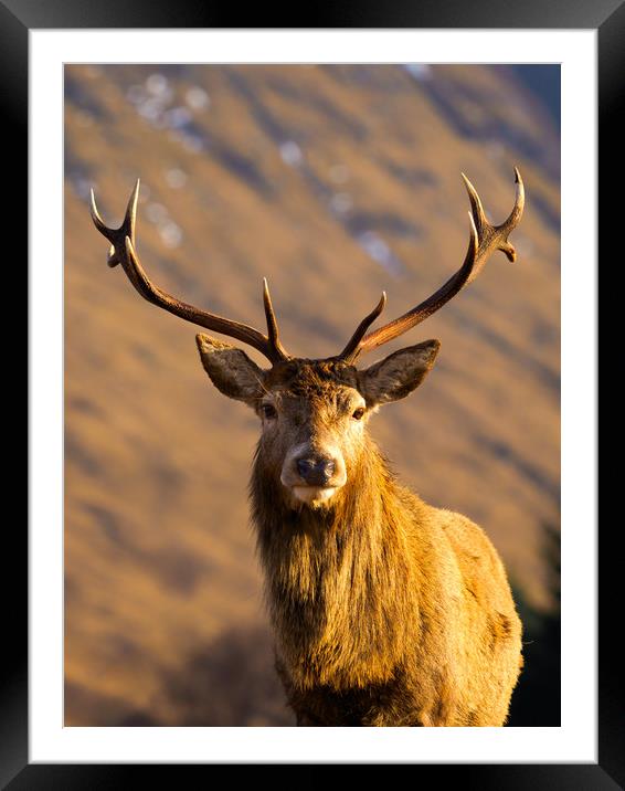 Majestic Glen Etive Stag Framed Mounted Print by Tommy Dickson