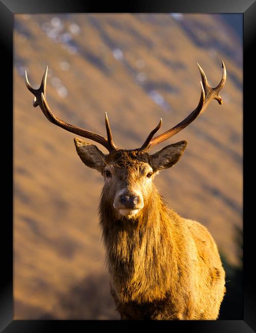 Majestic Glen Etive Stag Framed Print by Tommy Dickson