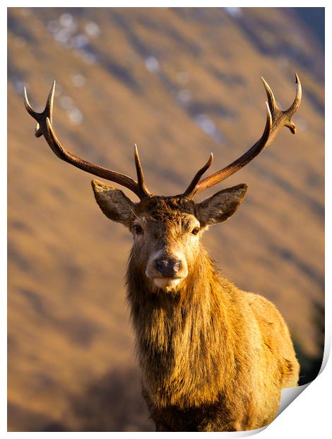 Majestic Glen Etive Stag Print by Tommy Dickson