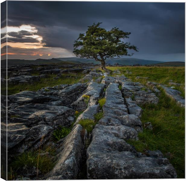 Lone Tree at Sunrise in the Yorkshire Dales Canvas Print by George Robertson