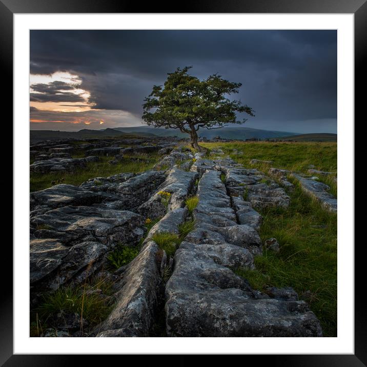 Lone Tree at Sunrise in the Yorkshire Dales Framed Mounted Print by George Robertson
